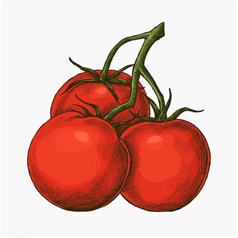 Download Premium Illustration Of Fresh Organic Ripe Tomato Illustration