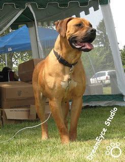 All excellent dogs… my sons dogs names are daisy, pure bred lab, princess a chaweenie (who visits gramma often) and angelica a sharpa lab mix… Boerboel mix - Google Search | Razas de perros, Perros