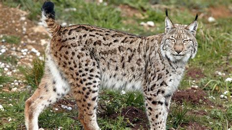 Lynx On The Loose After Escaping From Uk Wildlife Park Fox News