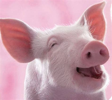 Happigness Smiling Animals Pig Cute Pigs
