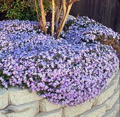 Phlox In Blue Ground Cover Landscaping Around Trees Plants