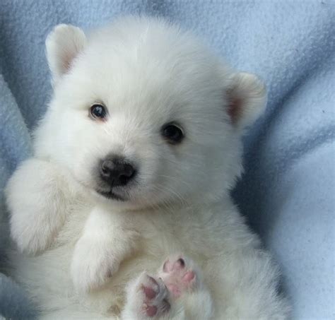 Wild Photos And Quotes Polar Bear Puppy Sweetness