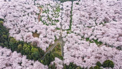 Scenery Of Cherry Blossoms In Guian New District Sw China