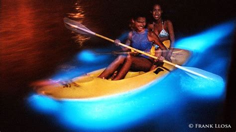 Best Bioluminescent Bays In Puerto Rico 3 Brightest Bio Bays 3