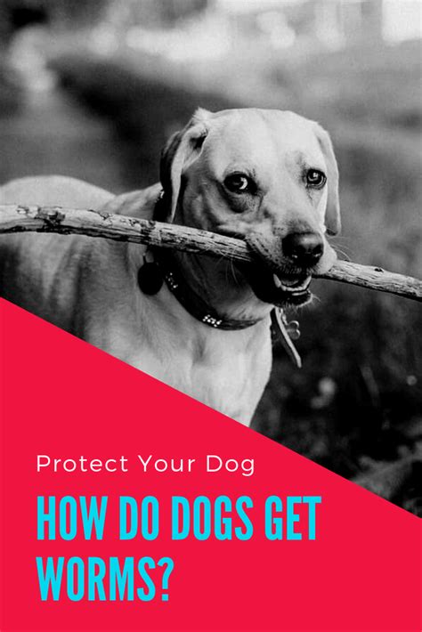 Shorter shifts and less pay but in my opinion are dealing with more of. How Do Dogs Get Worms? (With images) | Dog daycare near me ...