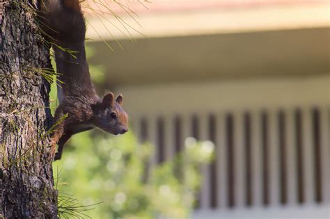 Selective Focus Photography Of Brown Squirrel Hd Wallpaper Wallpaper