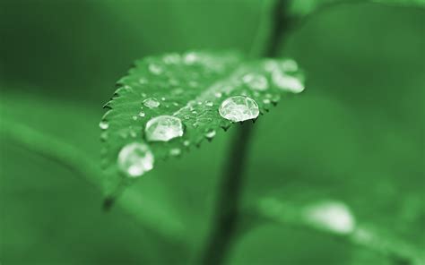 Green Nature Leaves Plants Water Drops Dew
