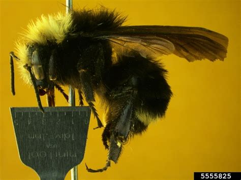 Yellow Faced Bumble Bee Bombus Vosnesenskii