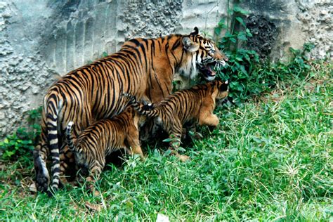 Harimau malaya is the national team of malaysia and is controlled by the football association of malaysia (fam). Anak Harimau Sumatera di TMSBK Bukittinggi Tumbuh Sehat ...