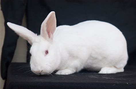 The new zealand is a breed of rabbit, which despite the name, is american in origin. Meat Rabbits
