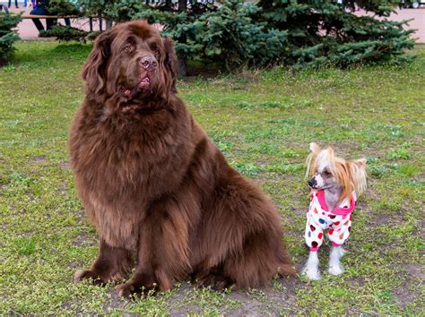 11 Of The World's Largest Dog Breeds | TheGoodyPet