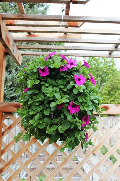 Hanging baskets can be created using plastic hanging planters, wire baskets lined with cocoa liners, rattan baskets or even glazed pottery containers designing. How to Plant a Professional-Looking Hanging Flower Basket