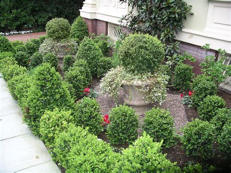 Sf Boxwoods In A Small Space Boxwood Garden Boxwood Landscaping
