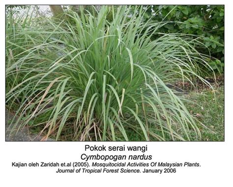 Petua nya adalah dengan membakar hampas serbuk kopi. 9 jenis pokok ni boleh bantu halau nyamuk! | Maria Firdz ...