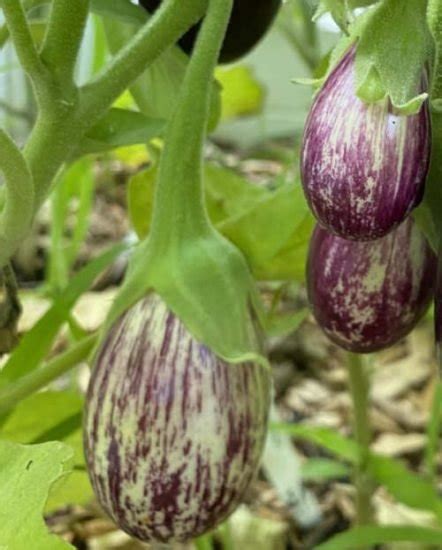 15 Different Types Of Eggplant Varieties Best Eggplants To Grow