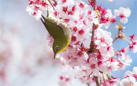 Cherry Blossoms Bird Hd Desktop Wallpapers 4k Hd