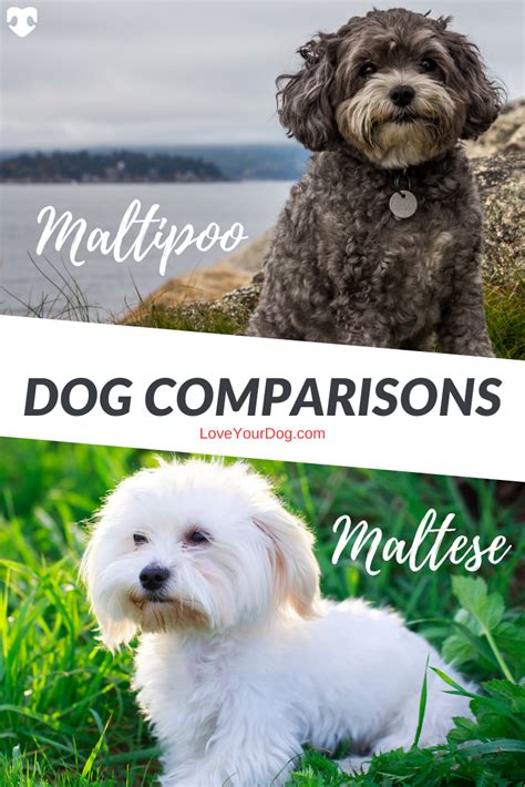 The Maltese And The Maltipoo Are Small Dogs Who Are Full Of Personality
