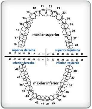 Numeración dental o cual es el numero de los dientes TravelToDentist