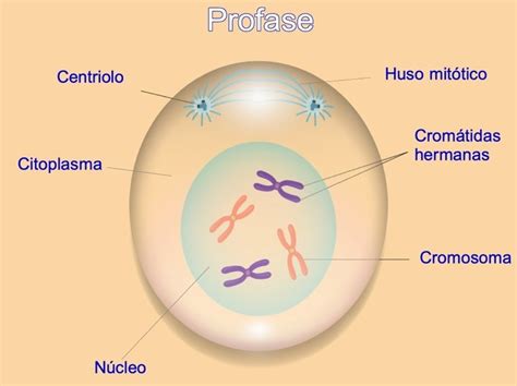 Fases De La Mitosis Y Sus Características Diferenciador