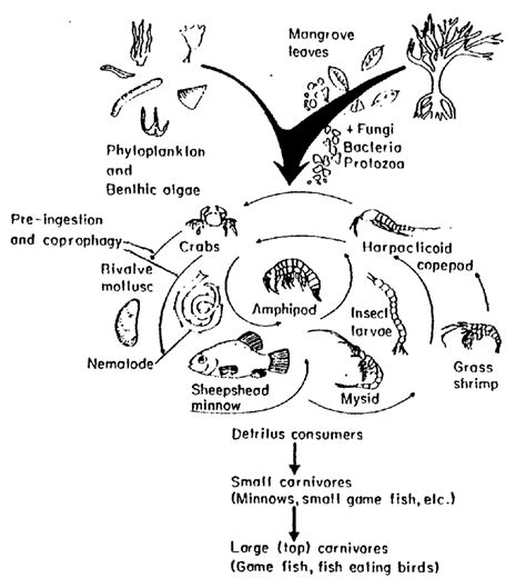 Food Web Of A Mangrove Forest From Mann 1982 Download Scientific