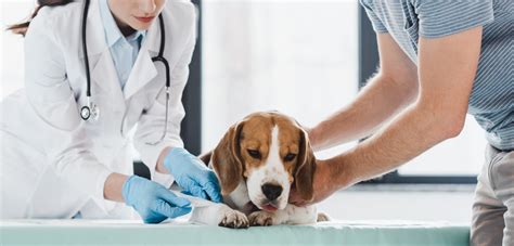 Agora que você já sabe tudo sobre as vacinas e certificado de vacinação para lisboa e portugal, uma dica importantíssima que reforçamos para todos que estão planejando ir à qualquer país da europa é que. Vacinação dos cães: conheça o plano que não pode falhar