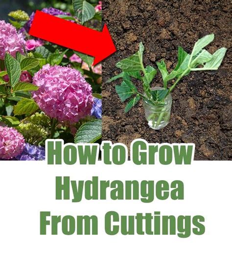 Although there are many types of hydrangeas, most can be grown in full sun or partial shade. How to Grow Hydrangea from Cuttings - Home Garden DIY in ...