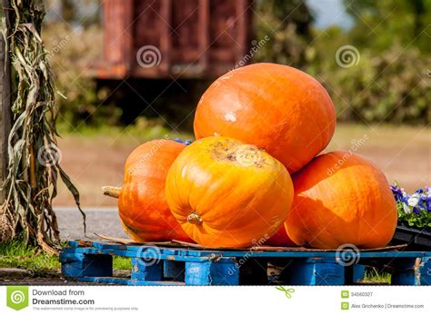 Pumpkins On A Pallet Stock Image Image Of Fork Produce 34560327
