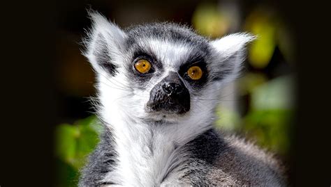 From penguins to zebra, the continent is packed with surreal monochrome. Seeing black and white | San Diego Zoo Kids