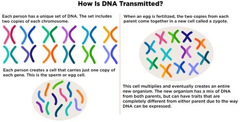 Transmission Dna Replication Definition And Overview Expii Free