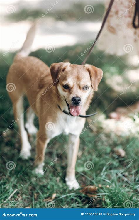 Cute Small Dog On A Walk In A Park Brown Smiling Dog Breathing Stock
