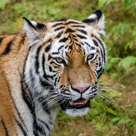 Portrait Of A Siberian Tiger Or Amur Tiger Looking At You Photograph By