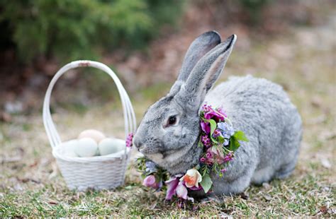Gallery For Real Easter Bunnies
