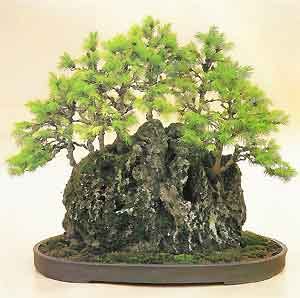 If you need help identifying your tree, try our bonsai tree identification guide. Bonsai Tree Histories: Spruce Bonsai Case History (picea ...
