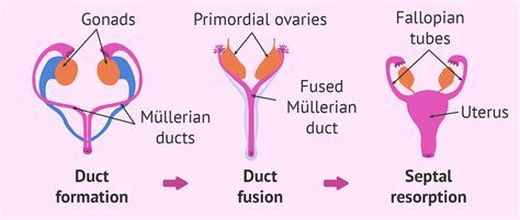 The female reproductive anatomy includes parts inside and outside the body. Development of the female reproductive system
