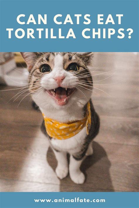 Facebook twitter reddit pinterest email. Can Cats Eat Tortilla Chips? (It's Not That Simple ...