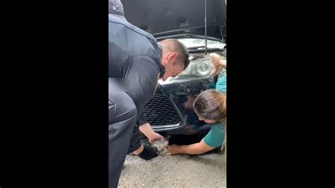 Kitten Stuck Inside Car Engine Gets Help From Cops Heres How It Was Rescued Trending