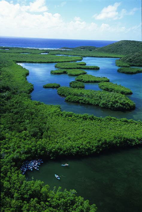 Mangrove Lagoon Wildlife Sanctuary And Marine Reserve St Thomas Virgin