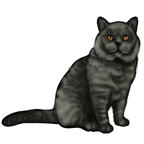 How To Draw The British Shorthair Cat Sketchok Easy Drawing Guides