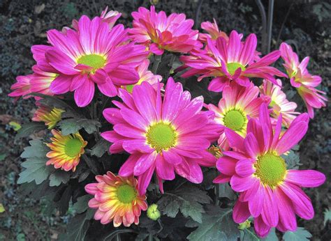 Tips For Keeping Hardy Fall Mums Alive For The Spring The Morning Call