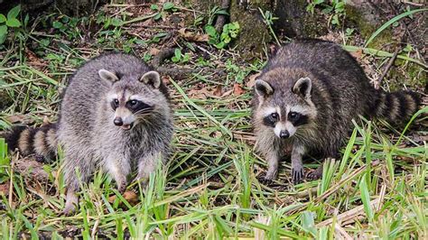 How To Get Rid Of Raccoons In My Yard Find Out Here All Animals Guide