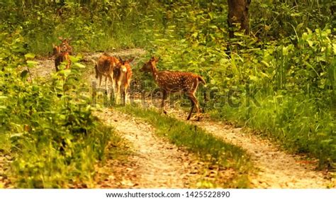 Indian Spotted Deer Chitwan National Park Stock Photo 1425522890