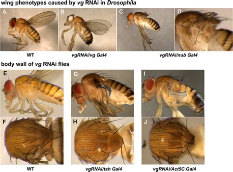 Fig S3 Vg Rnai Phenotypes In Drosophila A D Vg Is Essential For