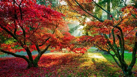 Red Leaves Scenery Wallpaper Photos