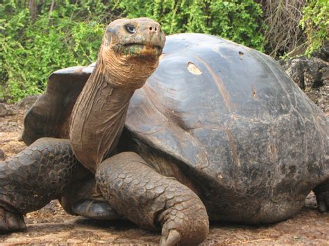 We did not find results for: Galápagos Adventure: Stunning Wildlife, Fearless and Up ...