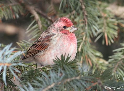 Purple finches aren't purple, and house finches don't stick to houses. House Finch: Purple Finch Vs House Finch Identification