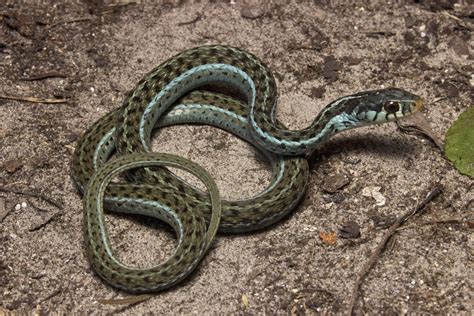 Eastern Garter Snake Thamnophis Sirtalis From The Florida Panhandle