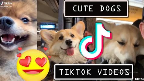 Cute Dogs Tiktok Vidoes Funny Videos Adorable Puppys Youtube