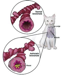 Treatment approaches like human asthma, chronic feline asthma is incurable but generally manageable. Feline Asthma: What You Need To Know | Cornell University ...