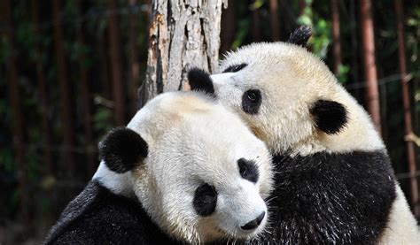 Two Pandas Finally Mated After A Decade Amid Covid 19