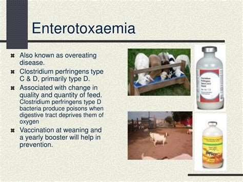 Ppt Common Goat Diseases Signs Prevention And Treatment Powerpoint
